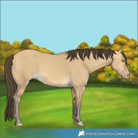 Horse Color:Sable Cream Champagne Dun 