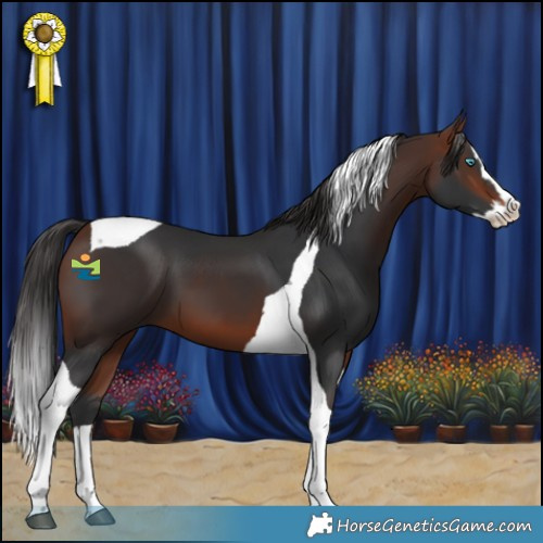 Horse Color:Bay Splash Tobiano 