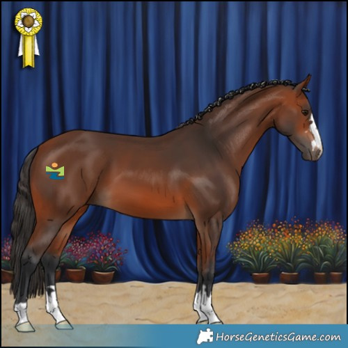 Horse Color:Bay 
