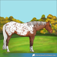 Horse Color:Silver Bay Appaloosa 
