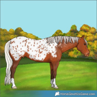 Horse Color:Silver Bay Appaloosa 