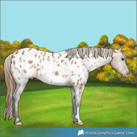 Horse Color:Bay Dun Appaloosa 