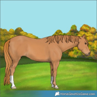 Horse Color:Chestnut 