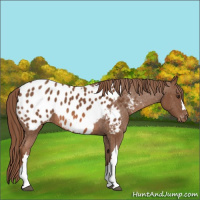 Horse Color:Chestnut Appaloosa 