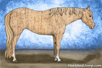 Horse Color:Chestnut  and Gold Champagne 