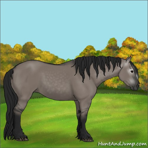 Horse Color:Gray Grullo 