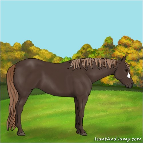 Horse Color:Liver Chestnut