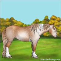 Horse Color:Gray Gold Champagne Tobiano