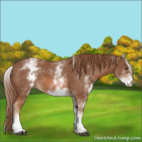 Horse Color:White Spotted Chestnut 