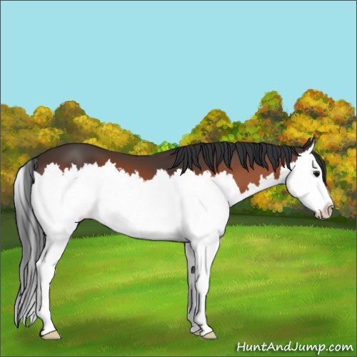Horse Color:Bay Splash 