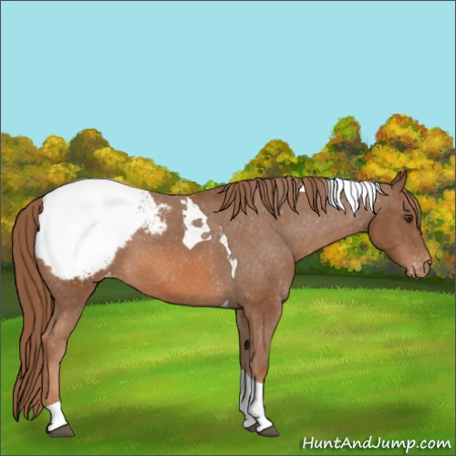Horse Color:Chestnut Tobiano Appaloosa 