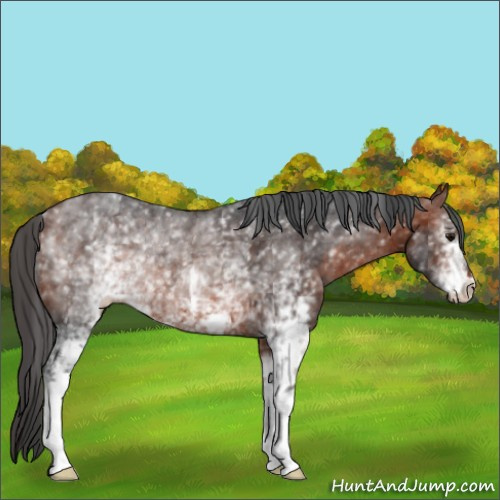 Horse Color:Unknown 
