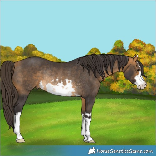 Horse Color:White Spotted Buckskin Rabicano 