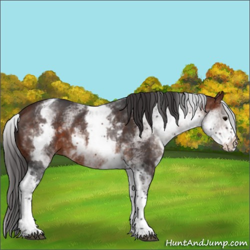 Horse Color:White Spotted Bay 