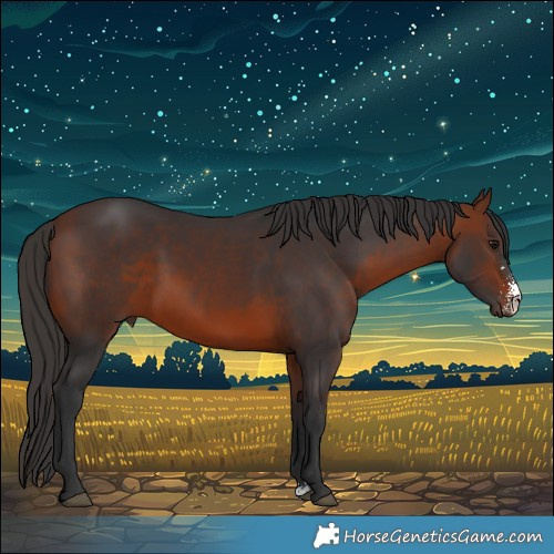 Horse Color:Bay Sabino 