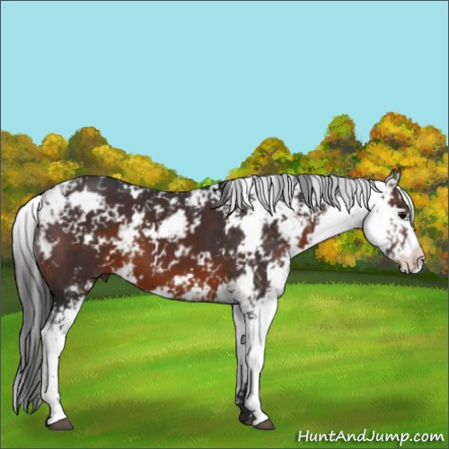 Horse Color:Brown Sabino 