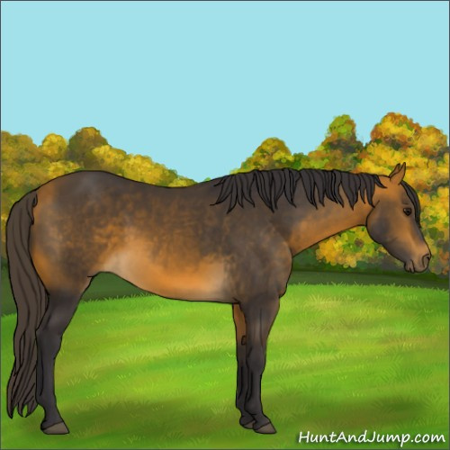 Horse Color:Buckskin 