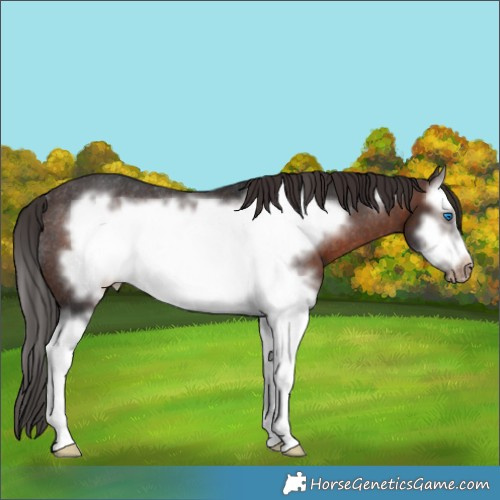 Horse Color:White Spotted Brown Splash Frame Appaloosa Rabicano 