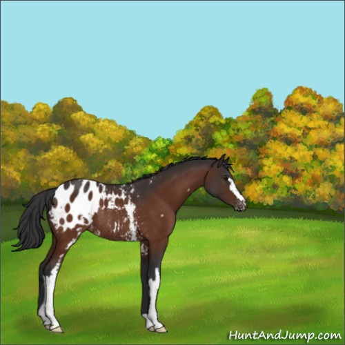 Horse Color:White Spotted Brown Appaloosa Rabicano 