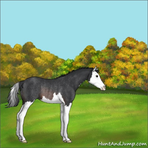 Horse Color:Brown Splash Rabicano 
