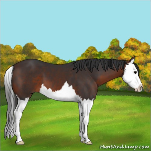 Horse Color:Brown Splash 