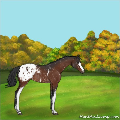 Horse Color:White Spotted Brown Appaloosa Rabicano 