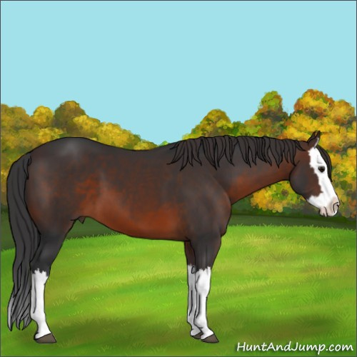 Horse Color:Brown Splash