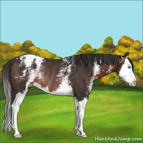 Horse Color:White Spotted Brown Splash Appaloosa Rabicano 