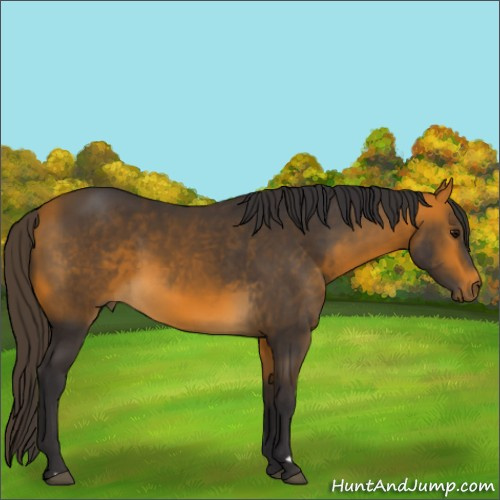 Horse Color:Buckskin 