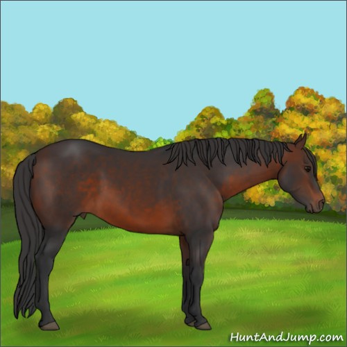Horse Color:Brown 