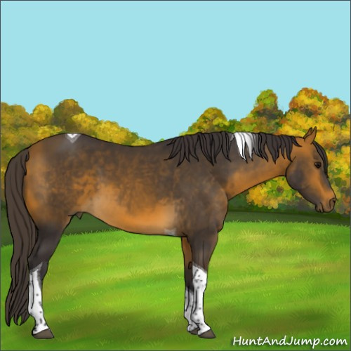 Horse Color:Buckskin Tobiano 