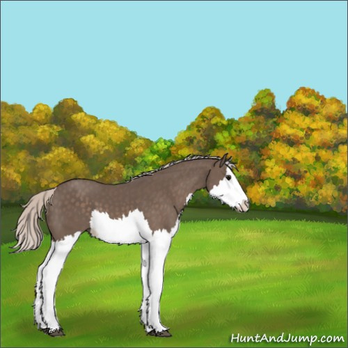 Horse Color:Silver Black Splash 