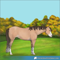 Horse Color:Amber Champagne Splash 