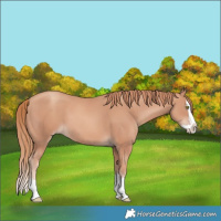 Horse Color:Gold Champagne Splash 