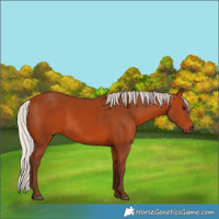 Horse Color:Silver Bay 