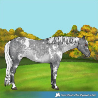 Horse Color:White Spotted Silver Blue Chinchilla Roan Appaloosa
