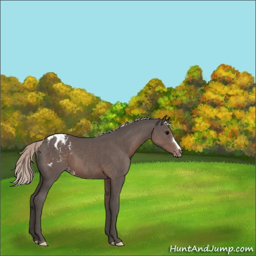 Horse Color:Silver Black Appaloosa 