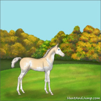 Horse Color:White Spotted Palomino Dun Splash 