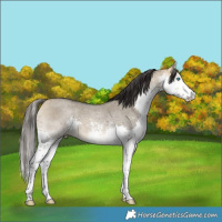 Horse Color:White Spotted Buckskin Dun Mushroom Splash 