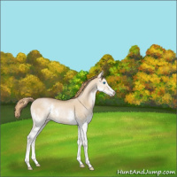 Horse Color:Red Dun Splash