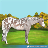 Horse Color:Silver Brown Roan Sabino Appaloosa 