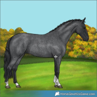 Horse Color:Blue Roan Tobiano 