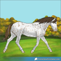 Horse Color:Buckskin Roan Splash Appaloosa 