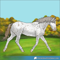 Horse Color:Buckskin Roan Splash Near Leopard 