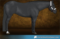 Horse Color:Black 