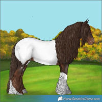Horse Color:Liver Chestnut Tobiano Appaloosa 