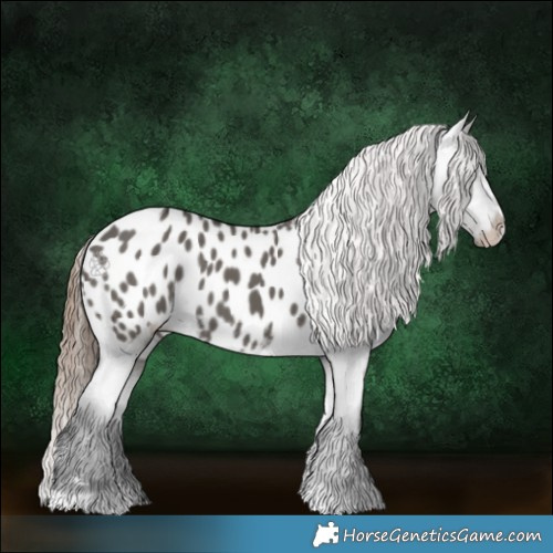 Horse Color:Grullo Appaloosa 