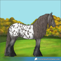 Horse Color:Grullo Appaloosa 