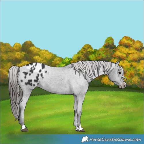 Horse Color:Black Appaloosa Rabicano 