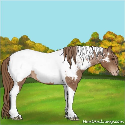 Horse Color:Chestnut Tobiano Appaloosa
